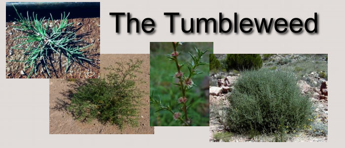 What plant makes a tumbleweed?